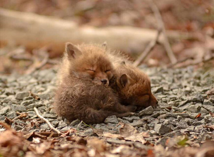 Father And Daughter Find Baby Foxes In Their Backyard