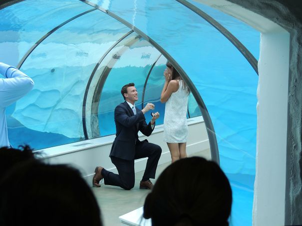 Proposal In An Aquarium