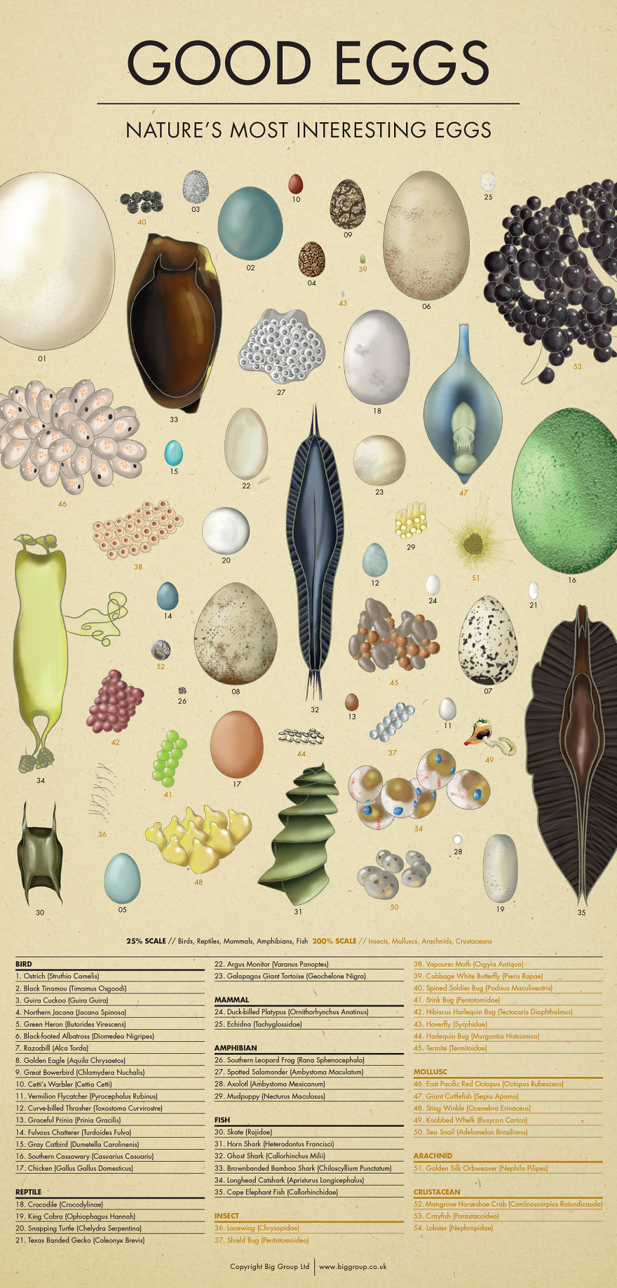 Good Eggs - Nature's Most Interesting Eggs