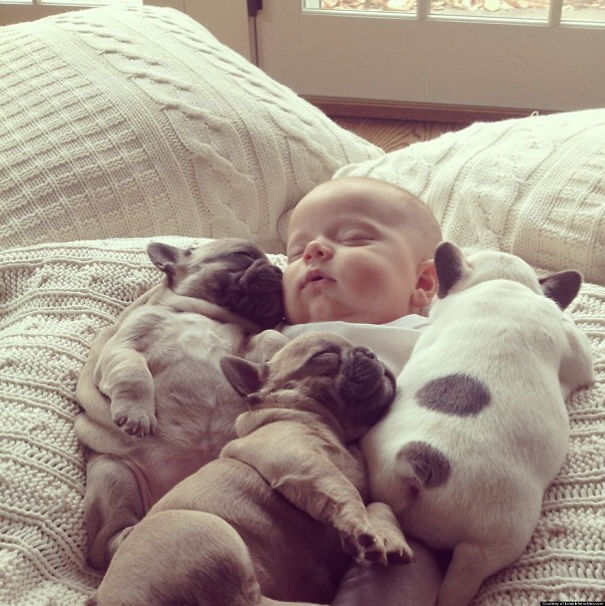 Bulldog Puppies And A Baby