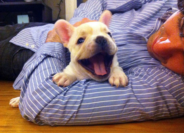 111 Beautiful Bulldog Puppies That Will Melt Your Heart