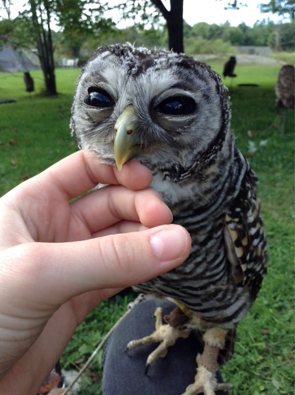 There's A Bird On The Beak Of This Owl