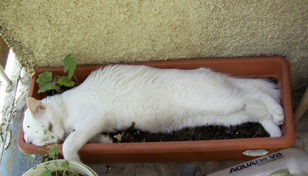 Cat Plant