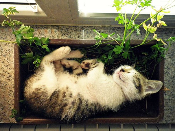 Cat Sleeping In A Flower Pot