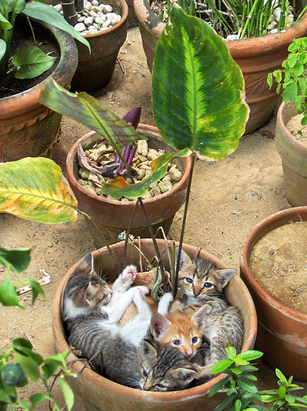 Flowerpot Kittens
