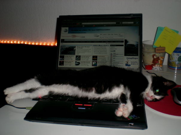 Lazy Cat Cleo