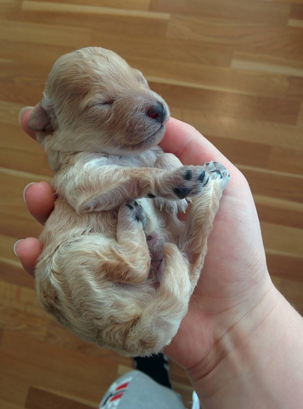 Puppy In Hand