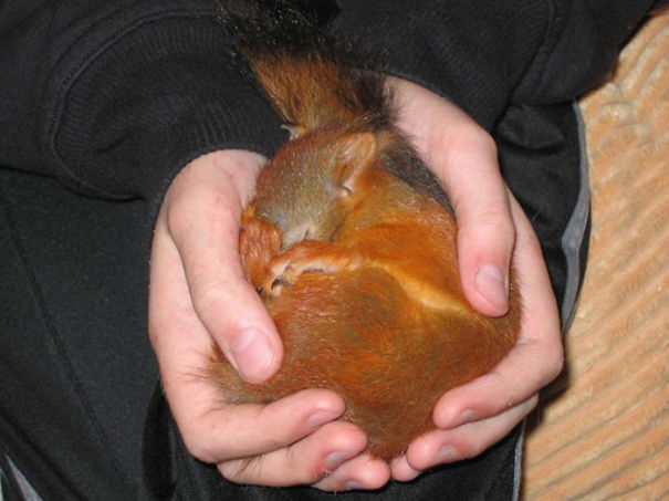Squirrel In Palm