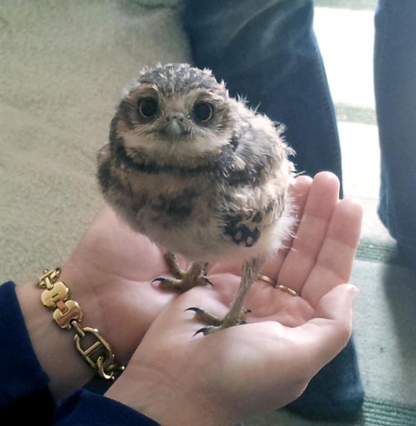 Owlet In Palm