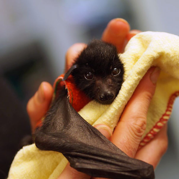 Baby Bat In Palm
