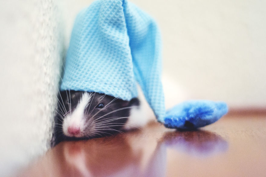 Cute Rat