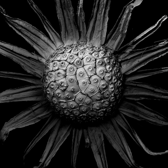 Decaying Plants I Captured With A Scanning Electron Microscope