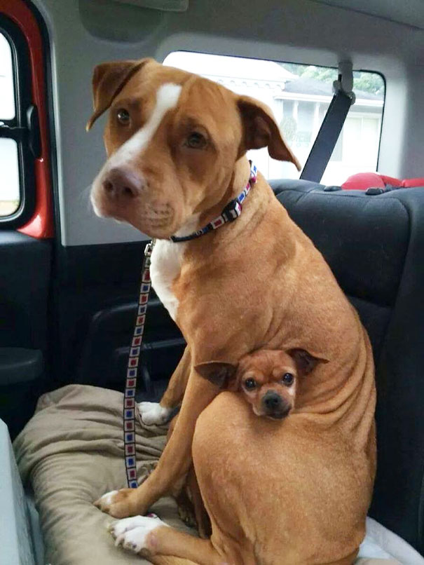Pit Bull And A Chihuahua Who Got Adopted Together