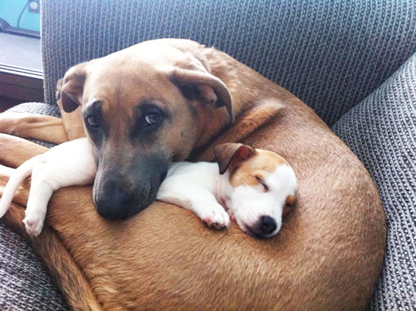 Big Dog Loves Her New Puppy Friend