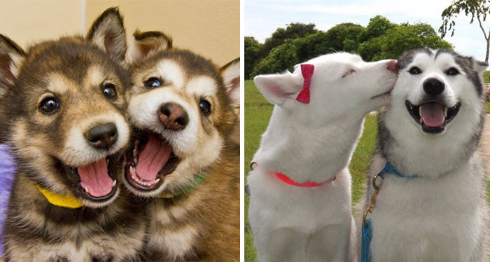 232 Dog Best Friends That Can’t Be Separated