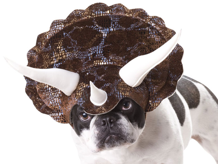 Turn Your Dog Into A Dinosaur With This Triceratops Costume