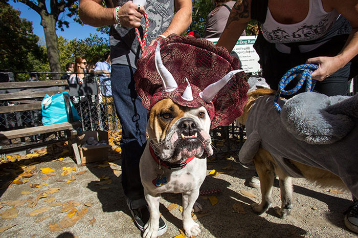 Turn Your Dog Into A Dinosaur With This Triceratops Costume