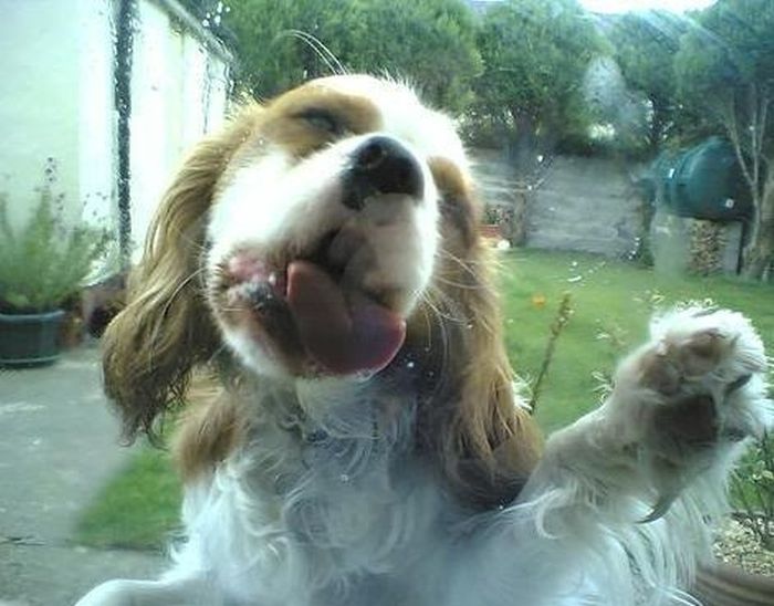 Doggy Licking Glass