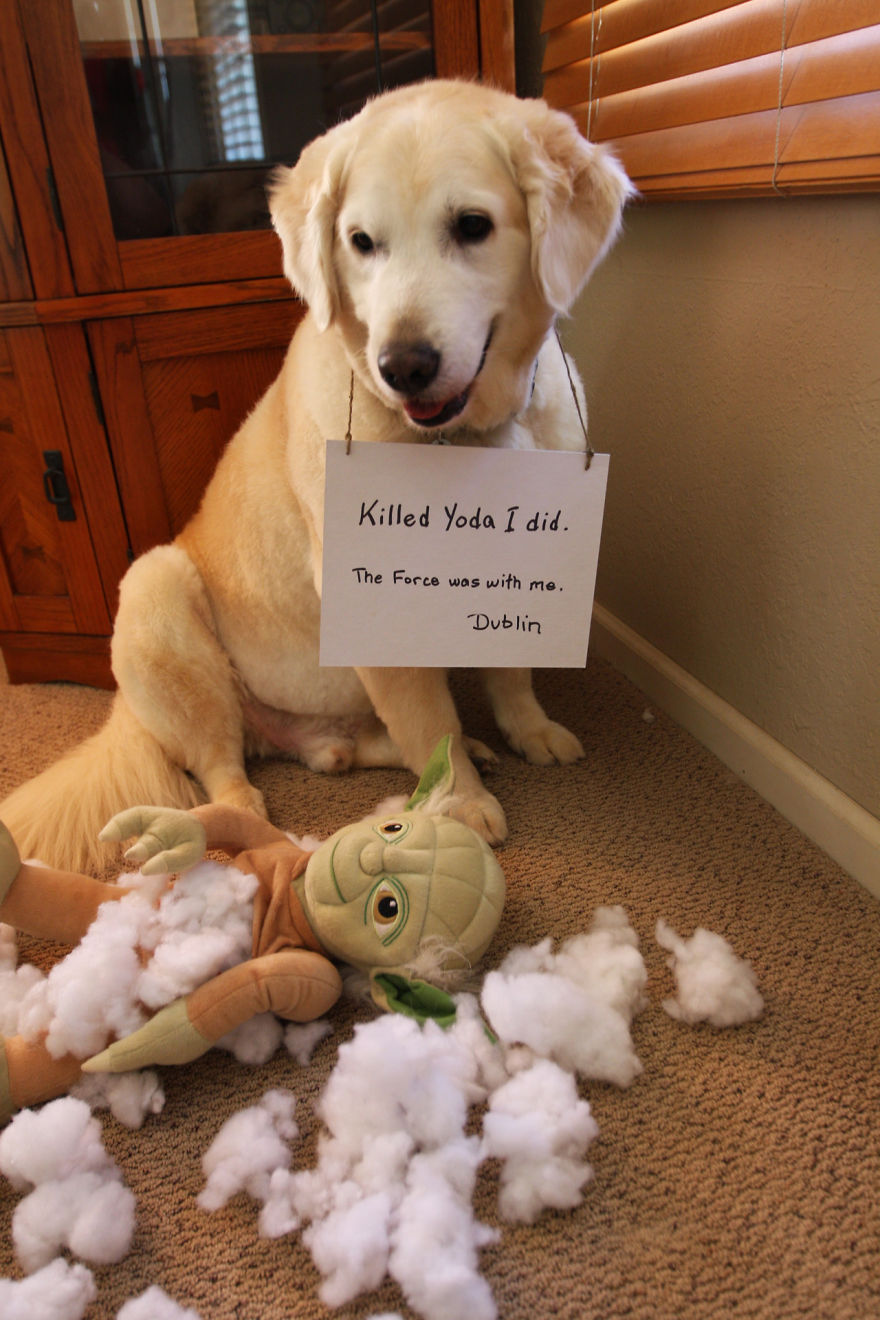 10 Ultimate Dog Shaming Pictures