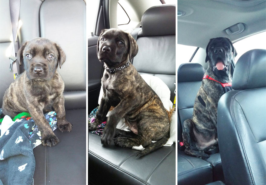 Four Months Of Growth For An English Mastiff Puppy