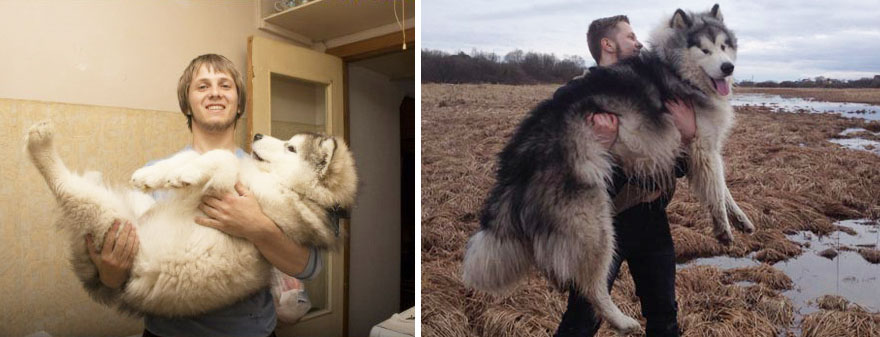 Cute Malamute Puppy Turns Into A Giant Fury Beast