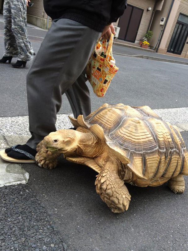 World's Most Patient Pet Owner Walks His Giant Tortoise Through Streets Of Tokyo