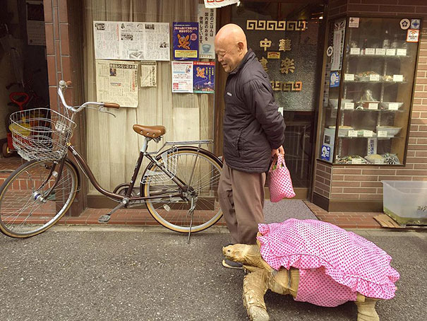 World's Most Patient Pet Owner Walks His Giant Tortoise Through Streets Of Tokyo