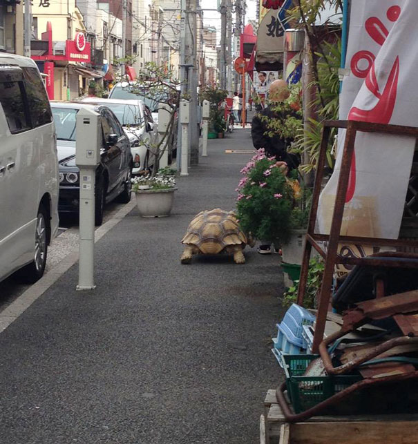 elderly-man-walking-pet-african-spurred-tortoise-sulcata-tokyo-japan-3