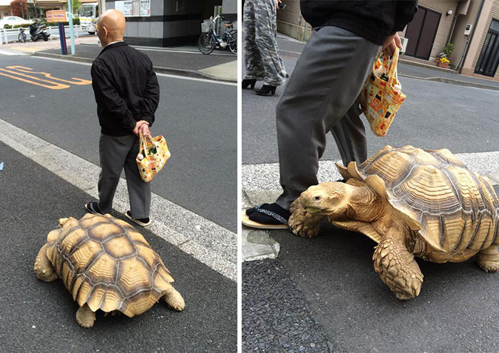 World’s Most Patient Pet Owner Walks His Giant Tortoise Through Streets Of Tokyo