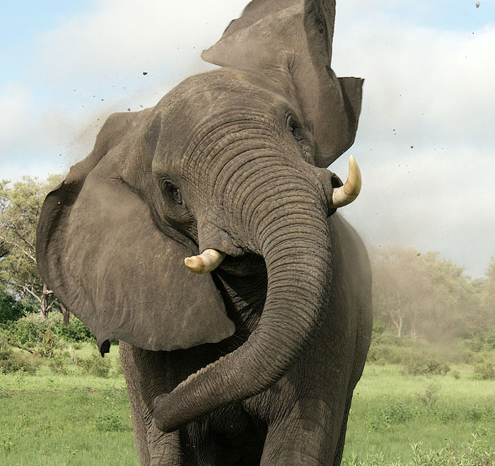 elephant-kills-professional-game-hunter-ian-gibson-2