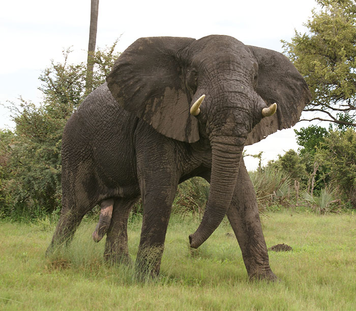 elephant-kills-professional-game-hunter-ian-gibson-87