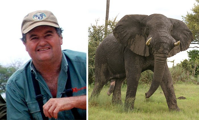 Ivory Hunter Trampled To Death By The Elephant He Was Hunting
