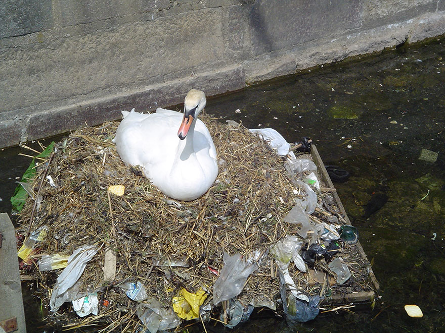 A Mute Swan Builds A Nest Using Plastic Garbage