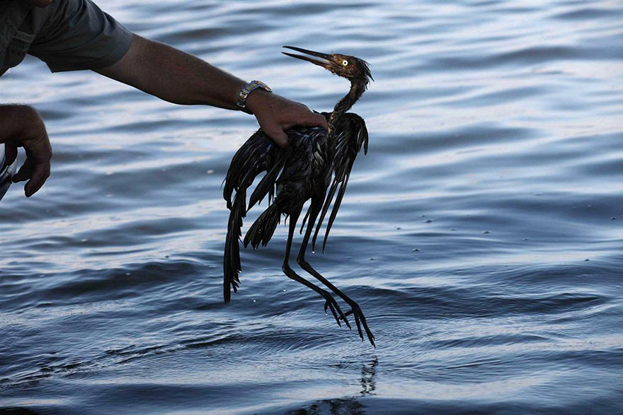 Bird In Oil Spill