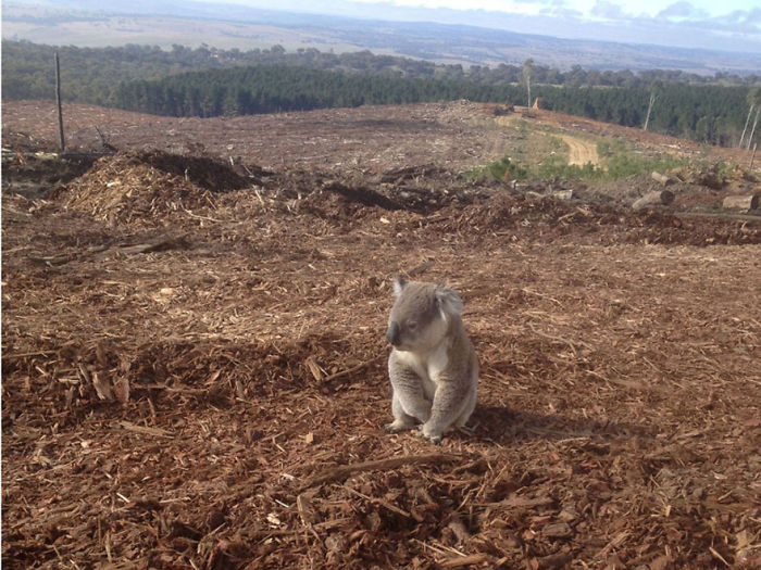Koala Lost Her Home