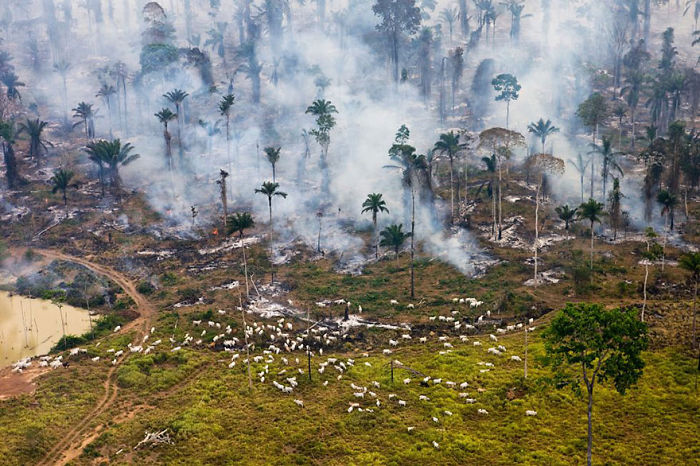 Part Of The Amazonian Jungle In Brazil, Burnt Down To Be “Repurposed”