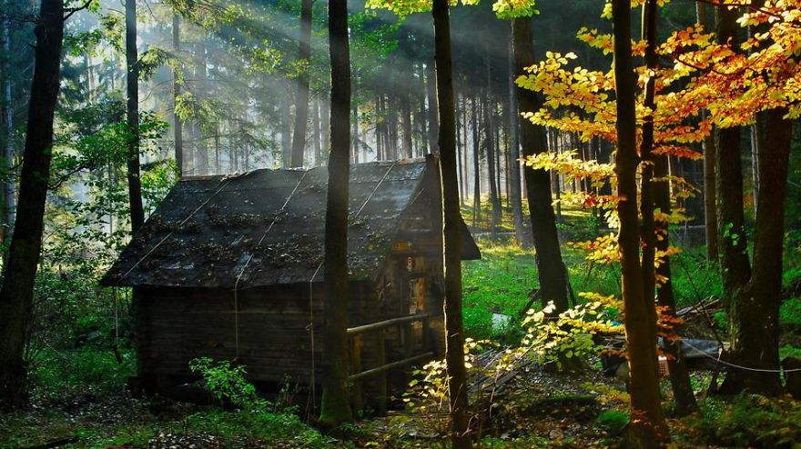 Beautiful Forest Houses