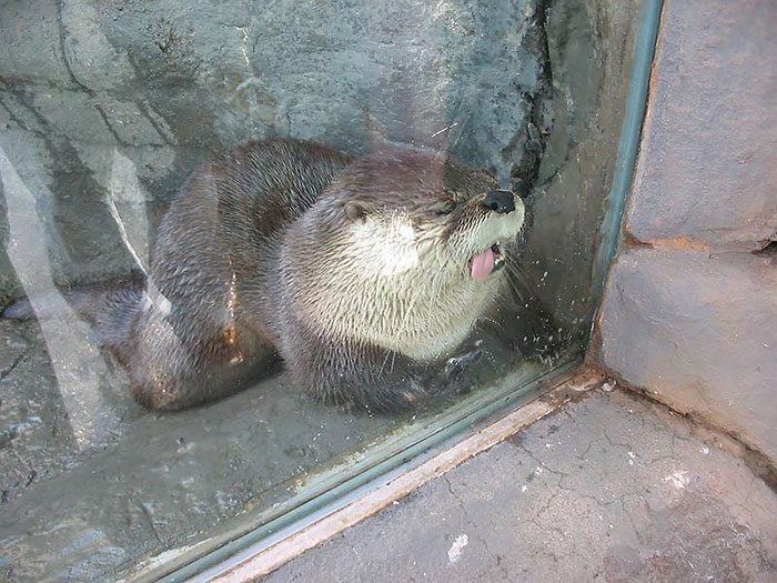 Funny Animals Licking Glass