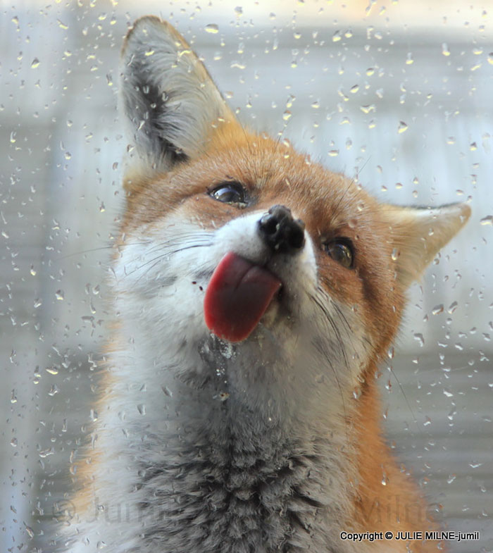 Funny Animals Licking Glass