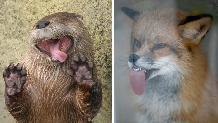 42 Animals Licking Glass That Have No Idea How Silly They Look