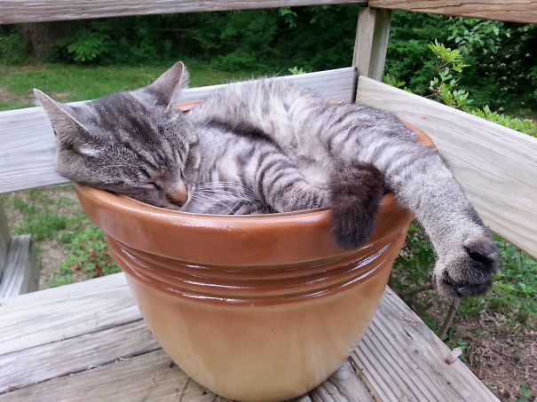 Cat Sleeping In A Pot