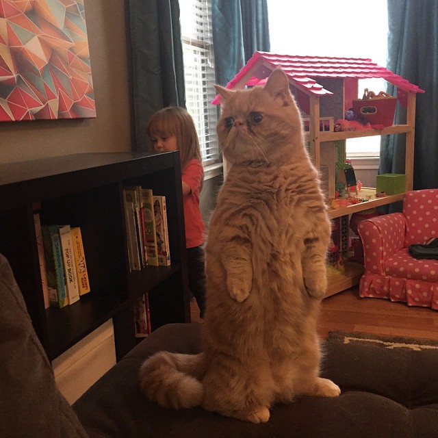 Meet George, The Human-Cat Who Prefers Standing On 2 Legs