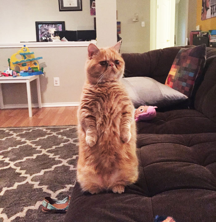 Meet George, The Human-Cat Who Prefers Standing On 2 Legs
