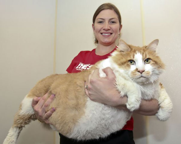 Huge Cat