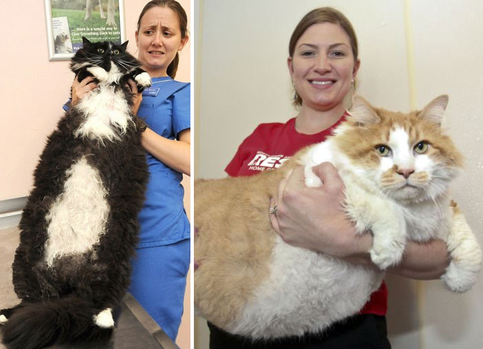 79 Of The Biggest Pet Cats Ever