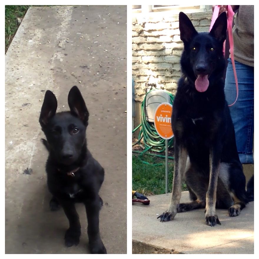 My Girl Remmi At 11 Weeks And At 2 Years Old