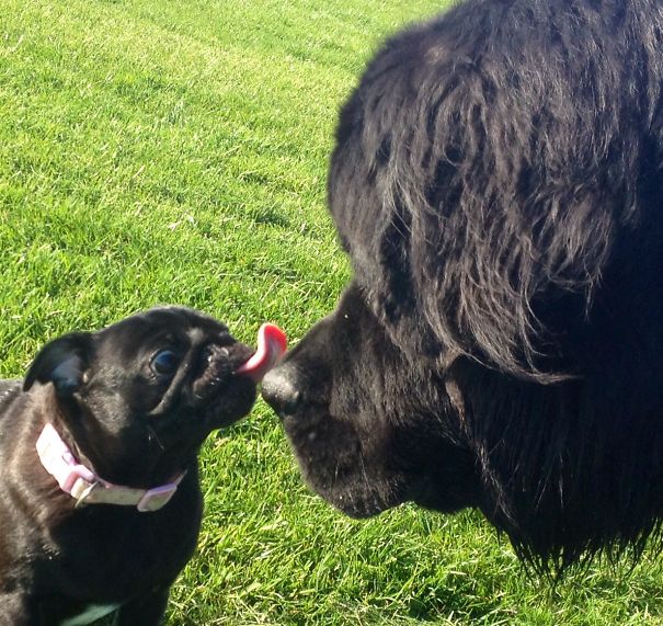 Treacle The Pug Kisses Her Bezzie Friend Baron The Newfoundland