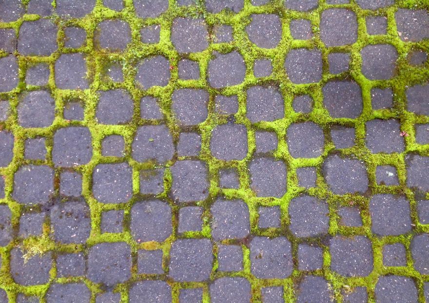 Moss On The Cobble Stones