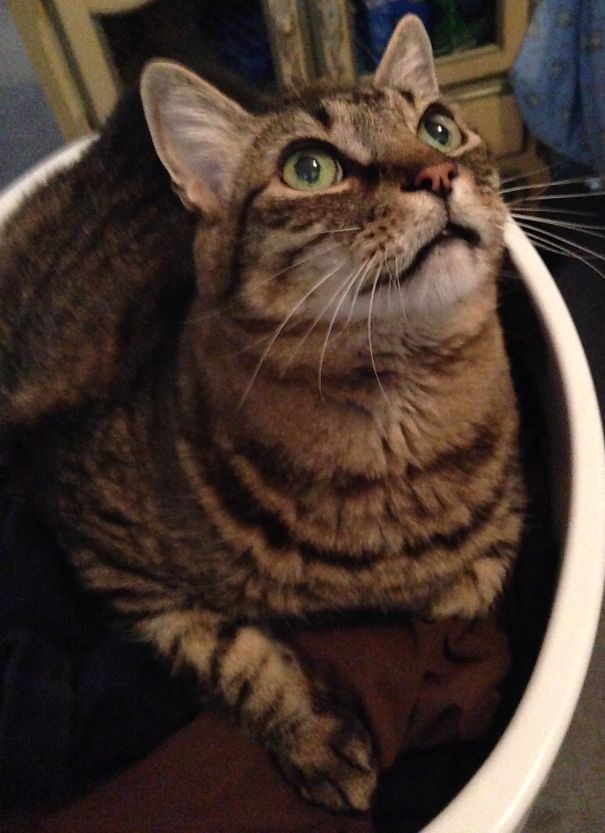 Tigger In The Laundry Basket Of Warm Clothes!
