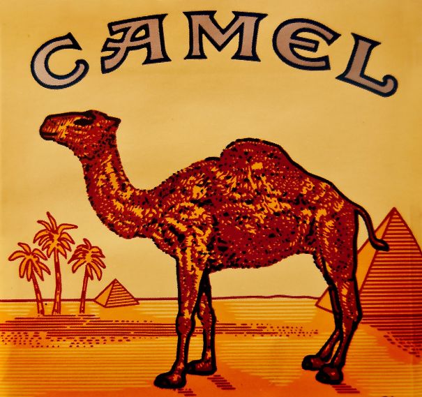 Camel, Front Legs: A Man Who Piss